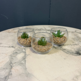 CACTUS MINIATURE - MODÈLE D'EXPOSITION